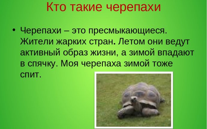 Черепаха относится к земноводным или пресмыкающееся