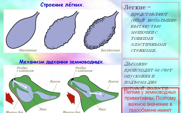 ДЫХАТЕЛЬНАЯ СИСТЕМА ЛЯГУШЕК Земноводные, или Амфибии | Проверка
