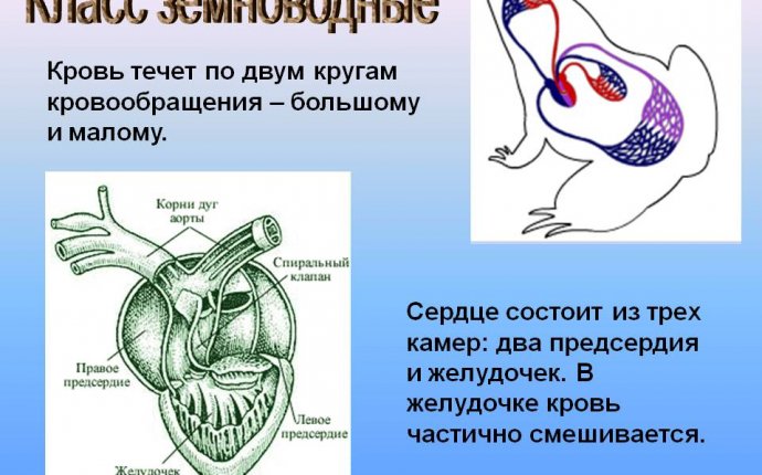 Класс земноводные - Презентация 14287-7