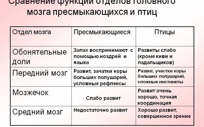 Наиболее развитые отделы головного мозга земноводных - bestday