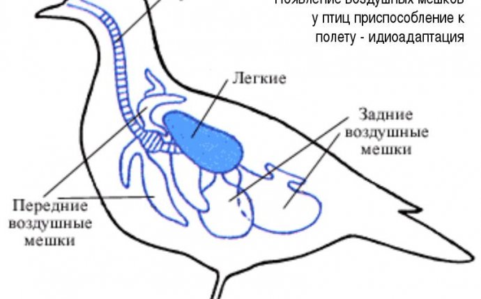 Помогите срочно надо 1. Особенности органов дыхания у рыб. 2
