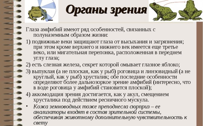 Презентация по биологии на тему "Земноводные"
