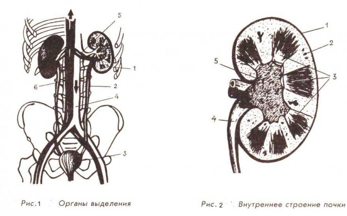 Рабочая программа БИОЛОГИЯ класс - PDF
