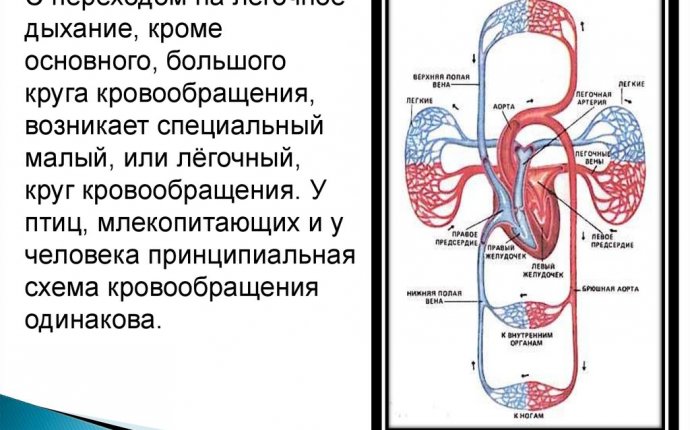 Сердце и кровообращение - презентация онлайн