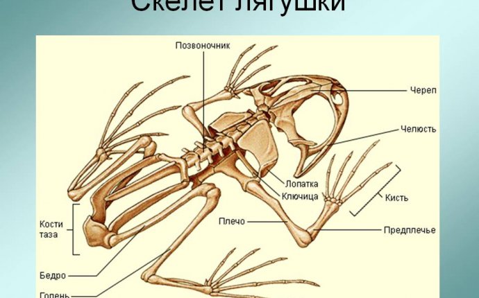 Скелет лягушки - Презентация 173647-16