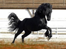 Черная лошадь, фото животные фотография
