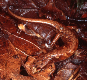 Desmognathus wrighti – безлегочная саламандра
