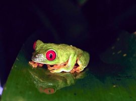 Красноглазая квакша (Agalychnis callidryas), фото животные амфибии фотография