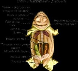 ОРГАНЫ ВЫДЕЛЕНИЯ И ДЫХАНИЯ ЛЯГУШКИ ОРГАНЫ ВЫДЕЛЕНИЯ И ДЫХАНИЯ ЛЯГУШКИ