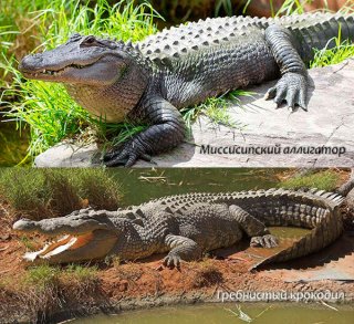 Особи отряда крокодилов растут всю жизнь и как правило их половое созревание зависит от их размеров