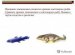Предки Земноводных Кистеперые Рыбы