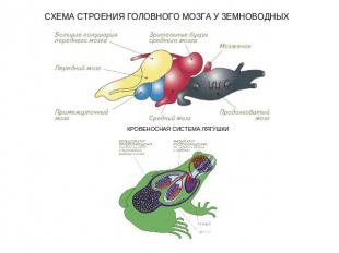 СХЕМА СТРОЕНИЯ ГОЛОВНОГО МОЗГА У ЗЕМНОВОДНЫХ КРОВЕНОСНАЯ СИСТЕМА ЛЯГУШКИ СХЕМА СТРОЕНИЯ ГОЛОВНОГО МОЗГА У ЗЕМНОВОДНЫХ КРОВЕНОСНАЯ СИСТЕМА ЛЯГУШКИ