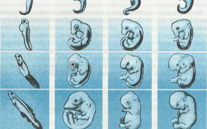 Эмбриональный Период в Развитии Земноводных Завершается