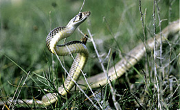 Змея с острова Тиаман, Малайзия